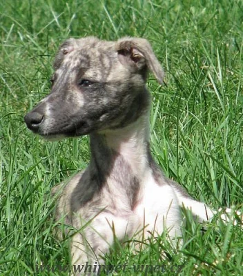 whippet - malý anglický chrt