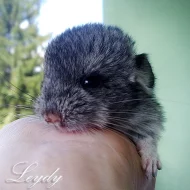 Činčilky samičky Standart a White Silver mosaic s 