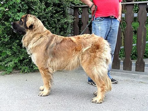Leonberger štěňata s PP