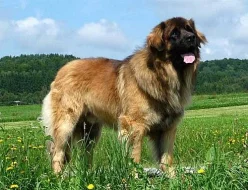 Leonberger štěňata s PP