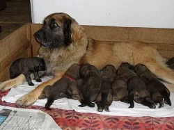 Leonberger štěňata s PP