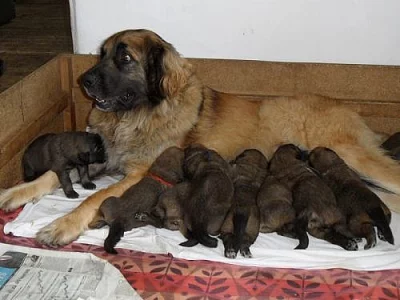 Leonberger štěňata s PP