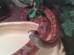 PLNĚ VYBAVENÉ TERÁRIUM S UŽOVKOU ČERVENOU