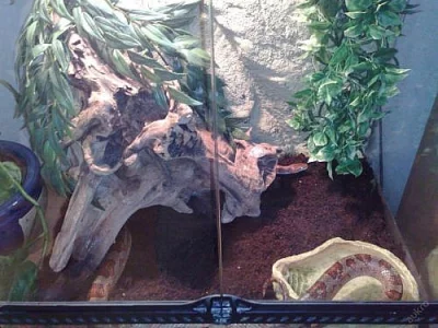 PLNĚ VYBAVENÉ TERÁRIUM S UŽOVKOU ČERVENOU