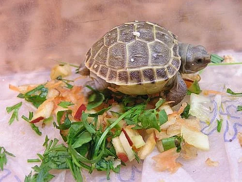 Želvičky od 1000Kč..