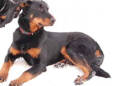 BEAUCERON - čistokrevná štěňata