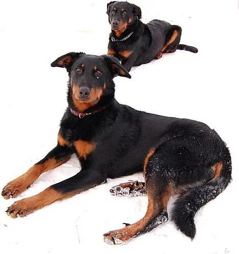 BEAUCERON - čistokrevná štěňata