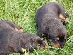 BEAUCERON - čistokrevná štěňata