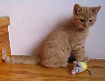 Britský kocourek s PP