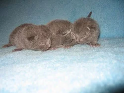 Britská modrá koťátka