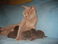 Britská modrá koťátka