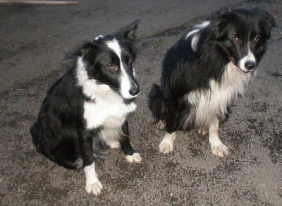 krásná štěnátka border kolie