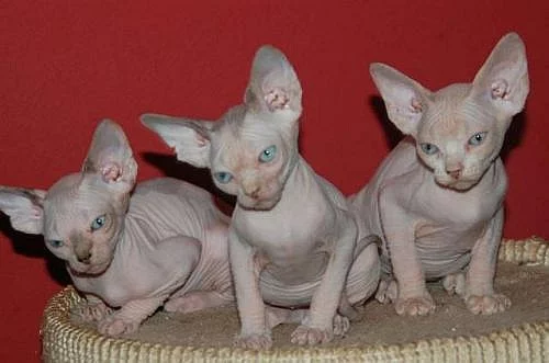 Koťata Sphynx s PP