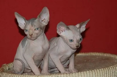 Koťata Sphynx s PP