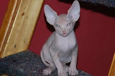 Koťata Sphynx s PP