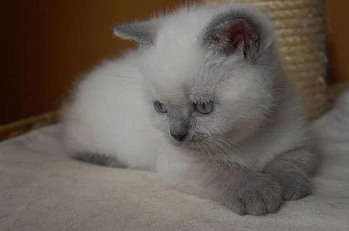 Britská koťata colourtoint s PP