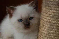 Britská koťata colourtoint s PP