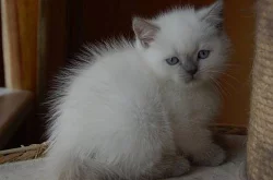 Britská koťata colourtoint s PP