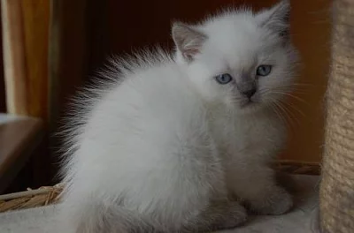 Britská koťata colourtoint s PP