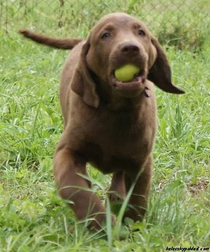 Chesapeake bay retriver (hnědý labrador) s PP