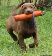 Chesapeake bay retriver (hnědý labrador) s PP