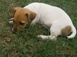 jack russel terier 