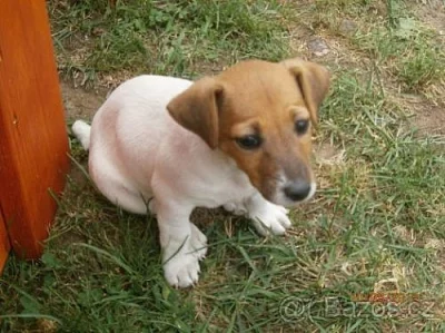 jack russel terier 