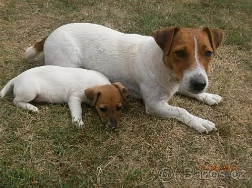 jack russel terier 