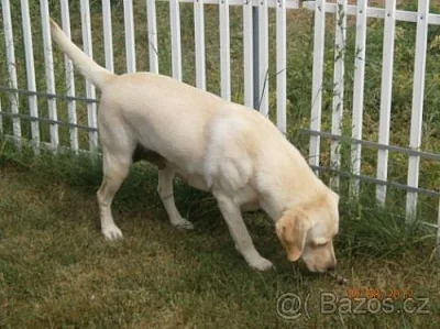labrador