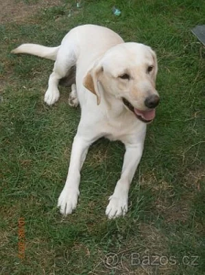 labrador
