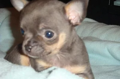 Koupím mini čivavu krátkosrstou