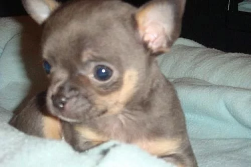 Koupím mini čivavu krátkosrstou