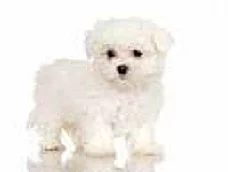 maltézáček,maltezsky psik,maltezak