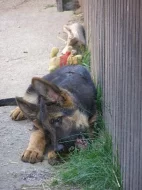 Prodám německého ovčáka- pejska s PP