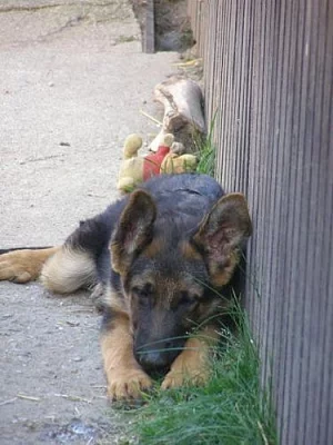 Prodám německého ovčáka- pejska s PP