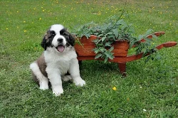 Bernardýn - stěňata s PP