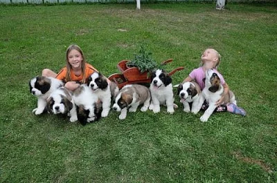 Bernardýn - stěňata s PP