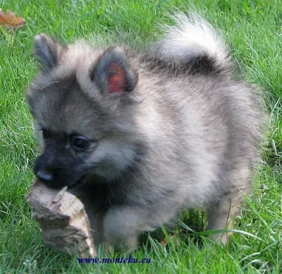 německý špic malý , trpasličí