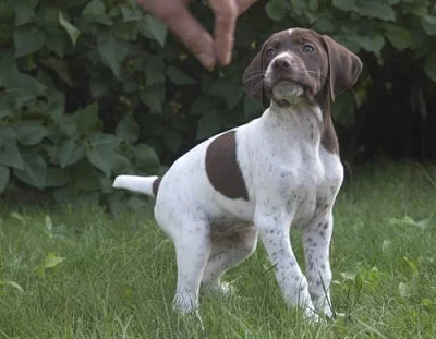 Francouzský ohař krátkosrstý pyrenejský - št. s PP