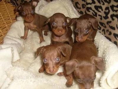 Koupím štěňátko i s menší vadou nebo kříženečka