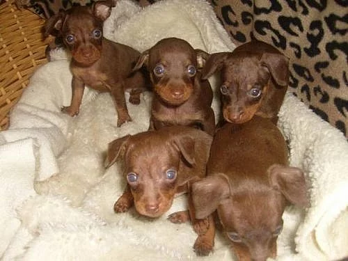 Koupím štěňátko i s menší vadou nebo kříženečka