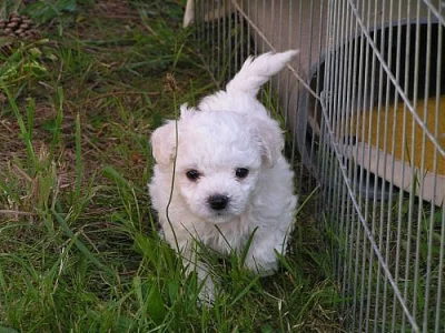 Bišonek - štěňátka brzy k odběru