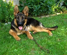 německý ovčák - půlroční fenečka s PP (typ rex)