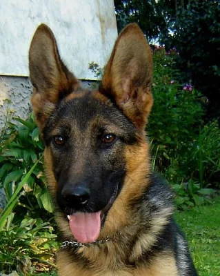 německý ovčák - půlroční fenečka s PP (typ rex)