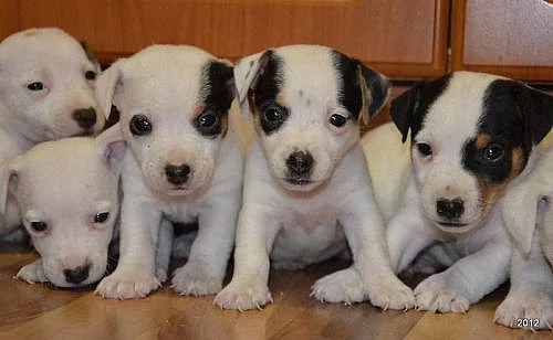 prodám štěnátka jack rssell terier