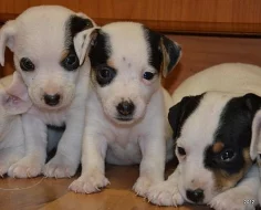 prodám štěnátka jack rssell terier