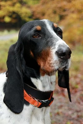 Bernský honič štěňata podzim 2012