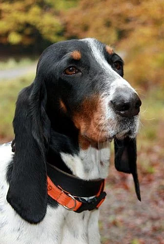 Bernský honič štěňata podzim 2012