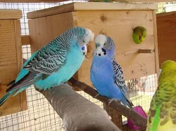 Prodam Andulky,Agapornise Fiserove