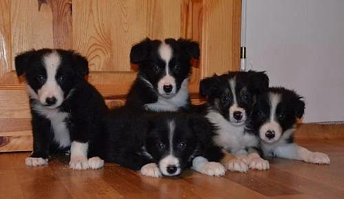 krásná štěnátka border kolie